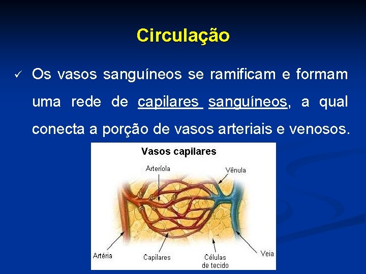 Circulação ü Os vasos sanguíneos se ramificam e formam uma rede de capilares sanguíneos,