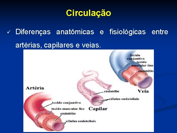 Circulação ü Diferenças anatômicas e fisiológicas entre artérias, capilares e veias. 