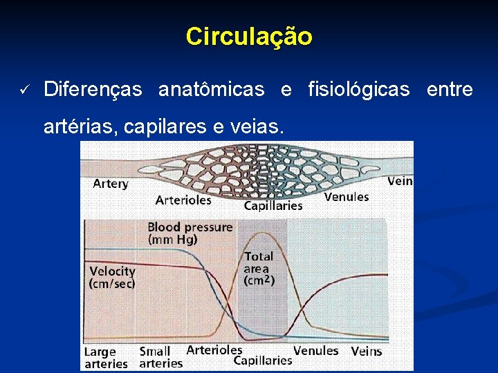 Circulação ü Diferenças anatômicas e fisiológicas entre artérias, capilares e veias. 