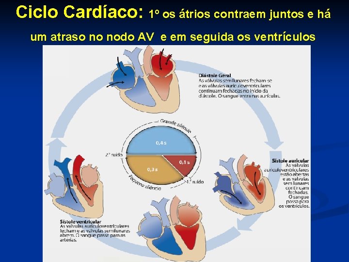 Ciclo Cardíaco: 1º os átrios contraem juntos e há um atraso no nodo AV