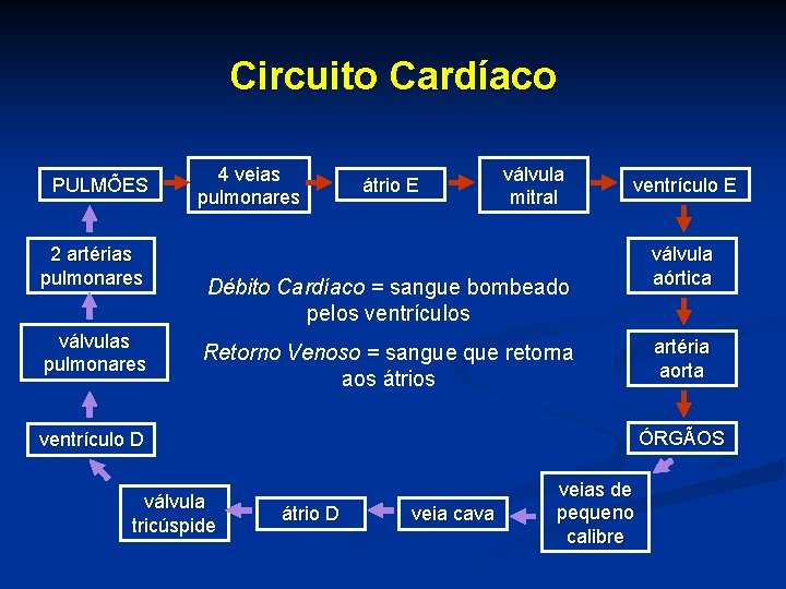 Circuito Cardíaco PULMÕES 2 artérias pulmonares válvulas pulmonares 4 veias pulmonares átrio E válvula