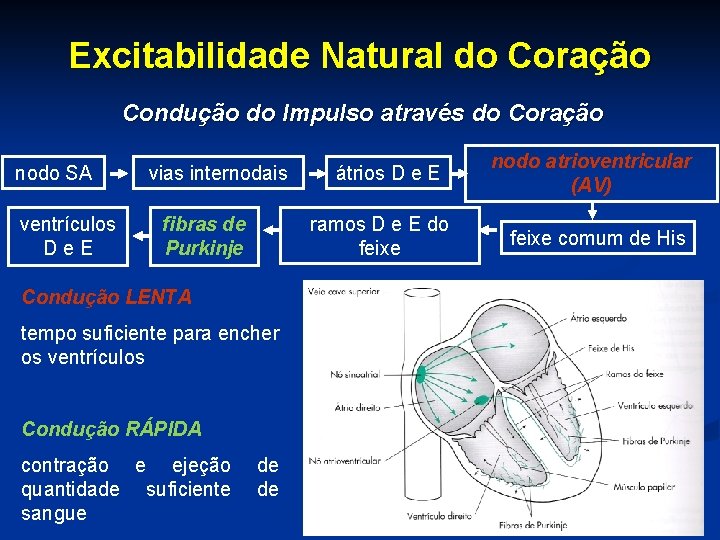 Excitabilidade Natural do Coração Condução do Impulso através do Coração nodo SA ventrículos D