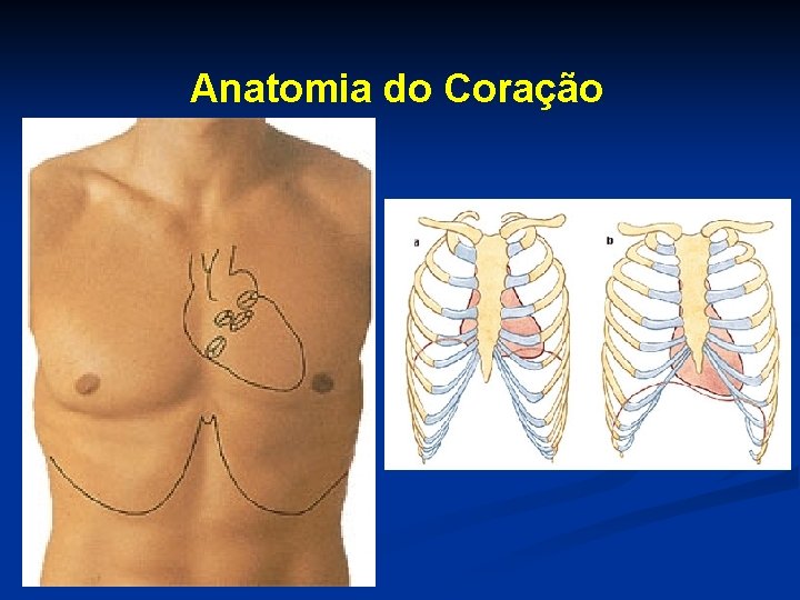 Anatomia do Coração 