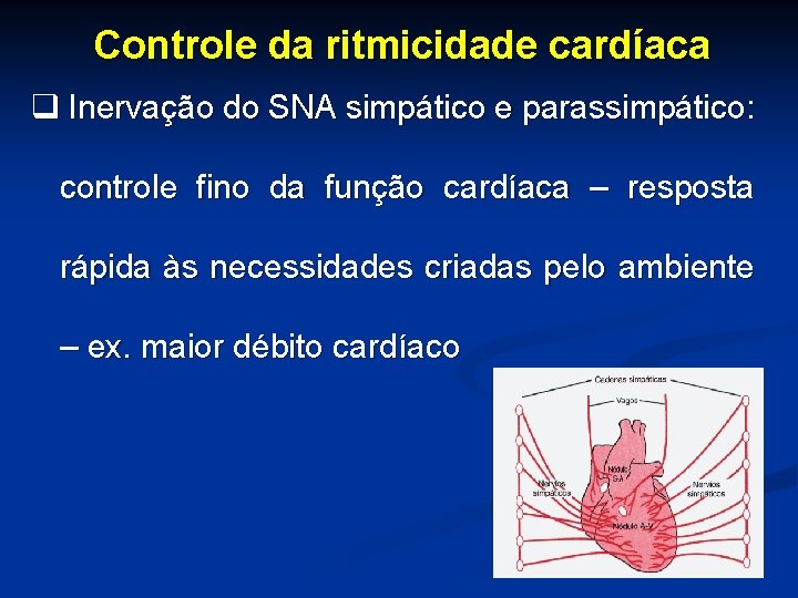 Controle da ritmicidade cardíaca q Inervação do SNA simpático e parassimpático: controle fino da