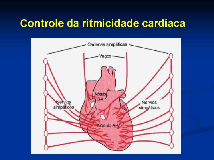 Controle da ritmicidade cardíaca 