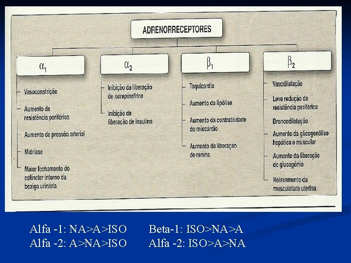 Alfa -1: NA>A>ISO Alfa -2: A>NA>ISO Beta-1: ISO>NA>A Alfa -2: ISO>A>NA 