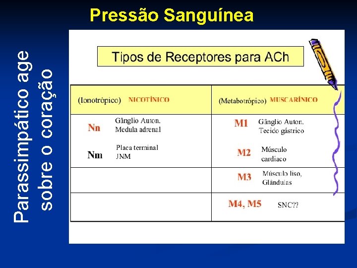  Parassimpático age sobre o coração Pressão Sanguínea 