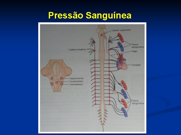 Pressão Sanguínea 