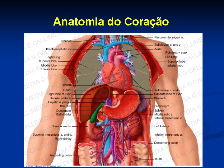 Anatomia do Coração 