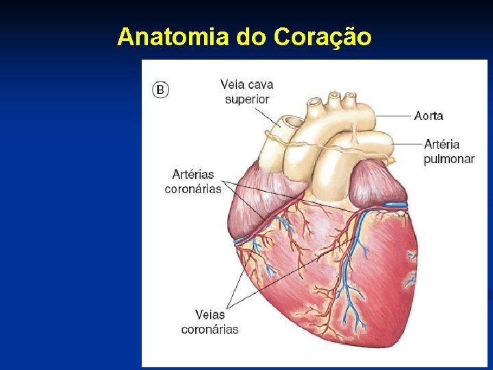 Anatomia do Coração 