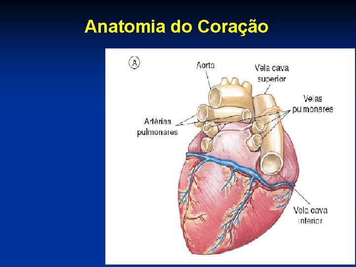 Anatomia do Coração 