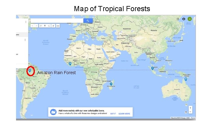 Map of Tropical Forests Amazon Rain Forest 