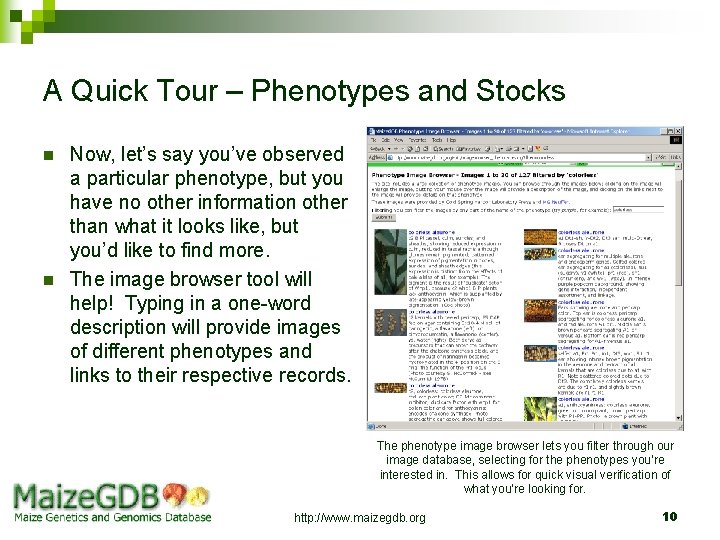 A Quick Tour – Phenotypes and Stocks n n Now, let’s say you’ve observed