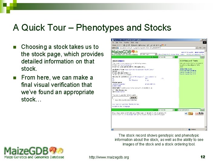 A Quick Tour – Phenotypes and Stocks n n Choosing a stock takes us