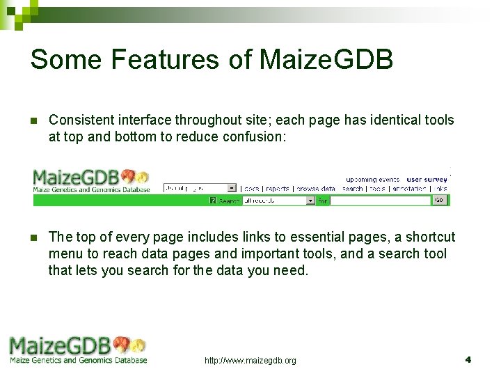 Some Features of Maize. GDB n Consistent interface throughout site; each page has identical