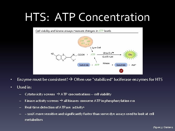 HTS: ATP Concentration • Enzyme must be consistent! Often use “stabilized” luciferase enzymes for