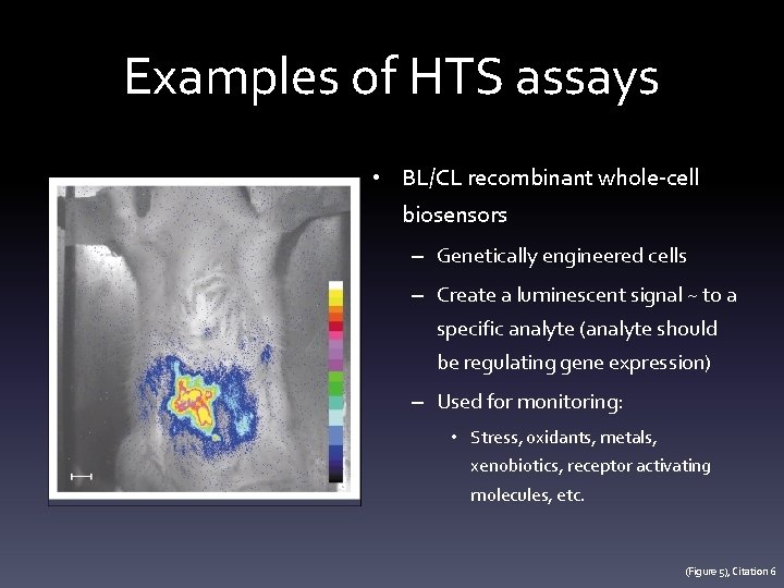 Examples of HTS assays • BL/CL recombinant whole-cell biosensors – Genetically engineered cells –