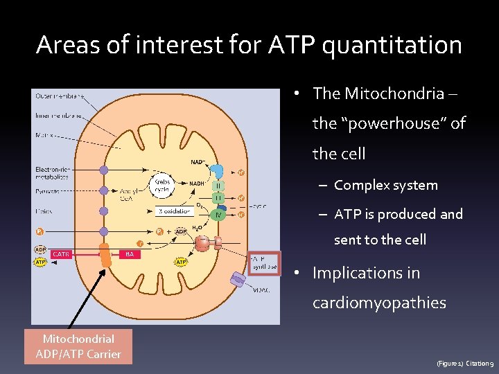 Areas of interest for ATP quantitation • The Mitochondria – the “powerhouse” of the