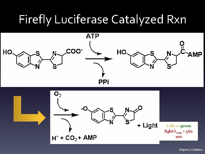 Firefly Luciferase Catalyzed Rxn Yellow-green light λmax = 560 nm (Figure 2) Citation 2