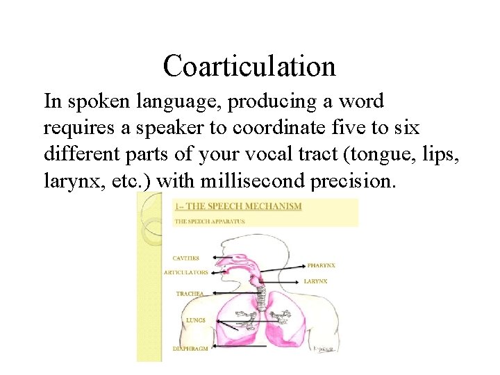 Coarticulation In spoken language, producing a word requires a speaker to coordinate five to