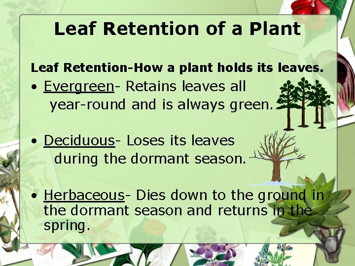 Leaf Retention of a Plant Leaf Retention-How a plant holds its leaves. • Evergreen-