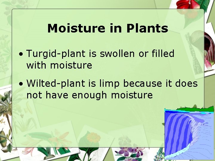 Moisture in Plants • Turgid-plant is swollen or filled with moisture • Wilted-plant is