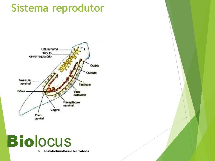 Sistema reprodutor Biolocus Ø Platyhelminthes e Nematoda 
