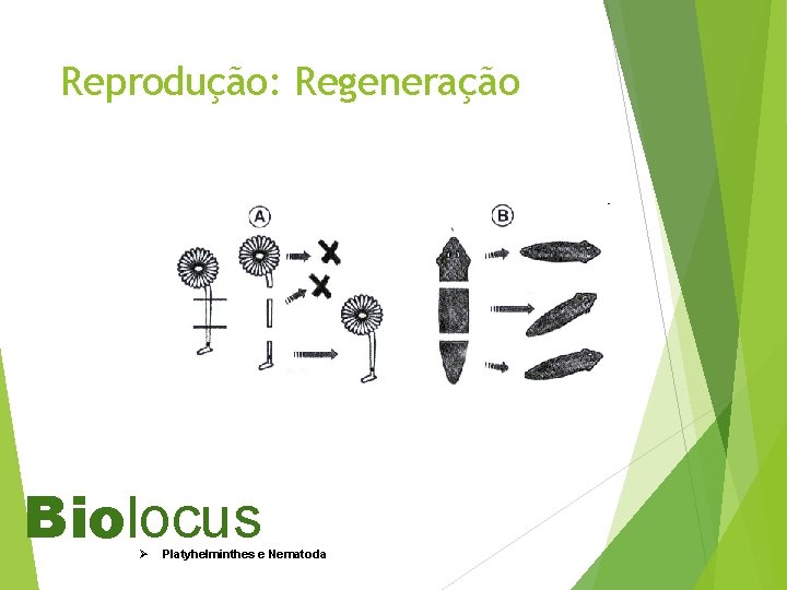 Reprodução: Regeneração Biolocus Ø Platyhelminthes e Nematoda 