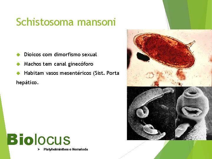 Schistosoma mansoni Dioicos com dimorfismo sexual Machos tem canal ginecóforo Habitam vasos mesentéricos (Sist.