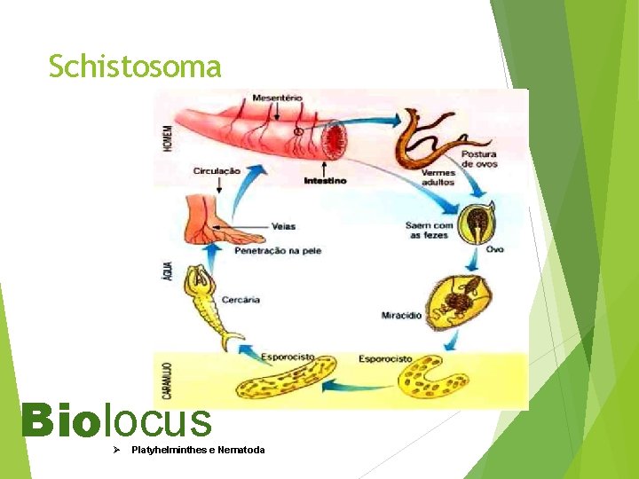 Schistosoma Biolocus Ø Platyhelminthes e Nematoda 