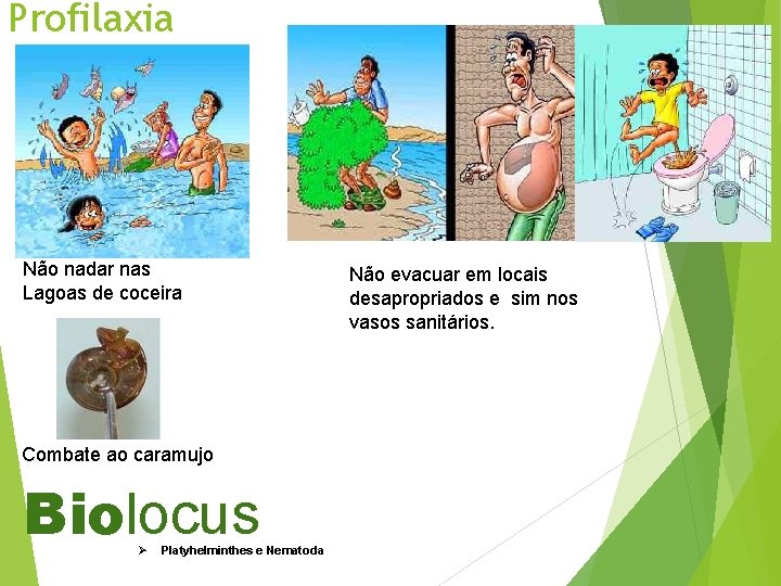 Profilaxia Não nadar nas Lagoas de coceira Combate ao caramujo Biolocus Ø Platyhelminthes e