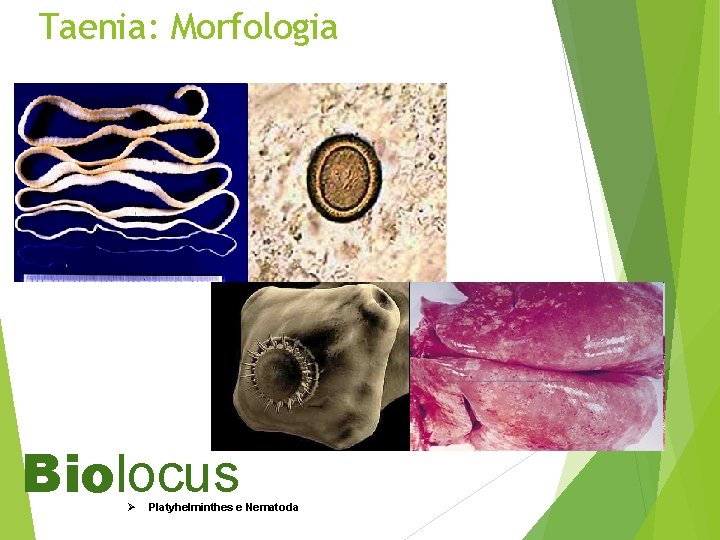 Taenia: Morfologia Biolocus Ø Platyhelminthes e Nematoda 