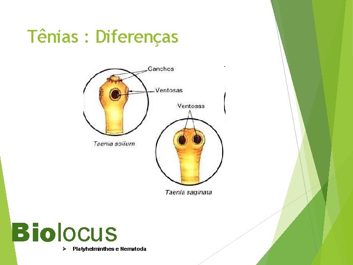 Tênias : Diferenças Biolocus Ø Platyhelminthes e Nematoda 