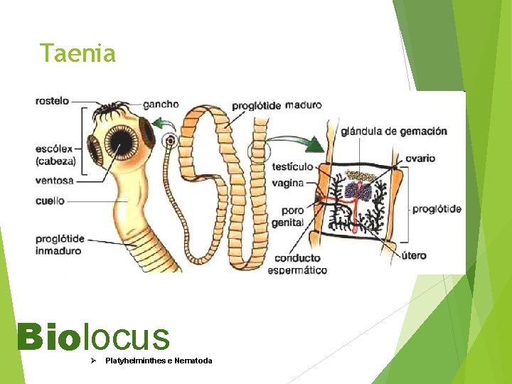 Taenia Biolocus Ø Platyhelminthes e Nematoda 