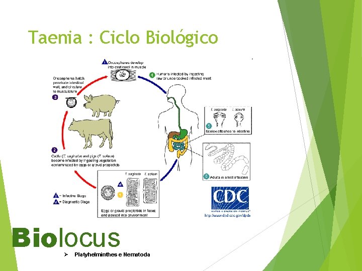 Taenia : Ciclo Biológico Biolocus Ø Platyhelminthes e Nematoda 