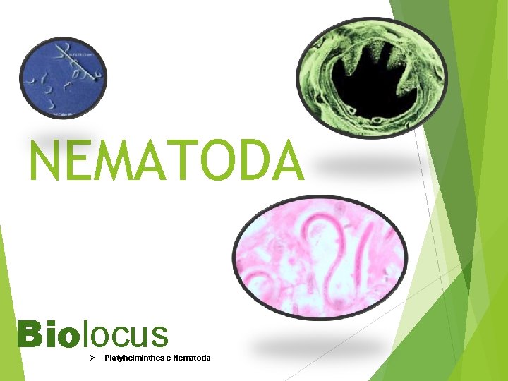 NEMATODA Biolocus Ø Platyhelminthes e Nematoda 