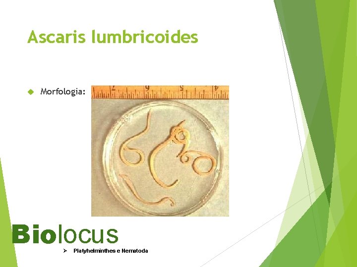 Ascaris lumbricoides Morfologia: Biolocus Ø Platyhelminthes e Nematoda 