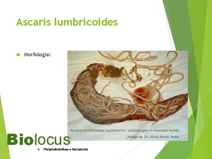 Ascaris lumbricoides Morfologia: Biolocus Ø Platyhelminthes e Nematoda 