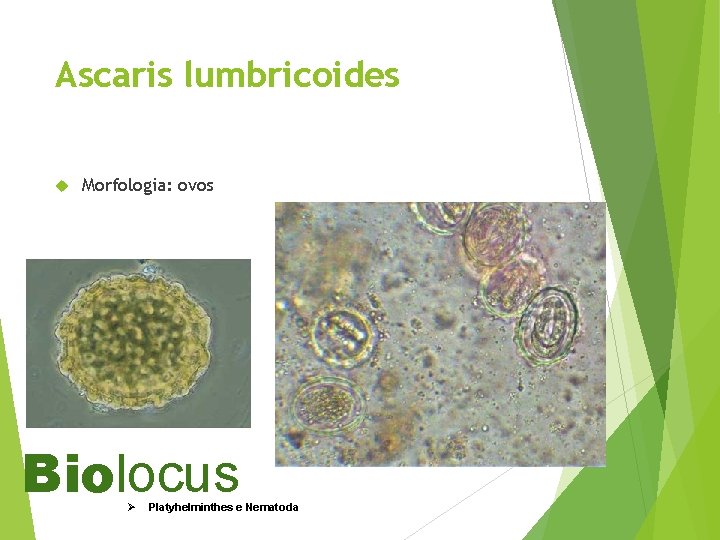 Ascaris lumbricoides Morfologia: ovos Biolocus Ø Platyhelminthes e Nematoda 