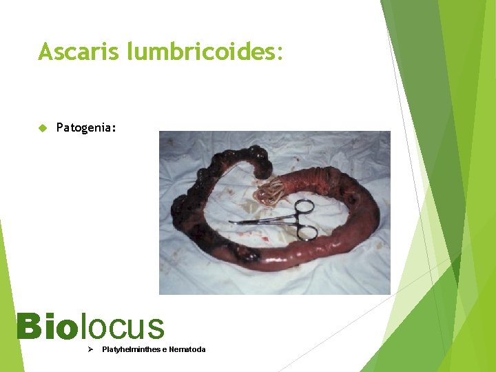 Ascaris lumbricoides: Patogenia: Biolocus Ø Platyhelminthes e Nematoda 