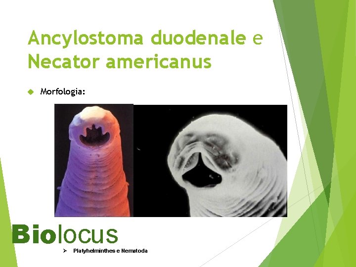 Ancylostoma duodenale e Necator americanus Morfologia: Biolocus Ø Platyhelminthes e Nematoda 