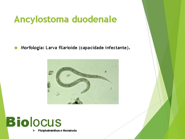 Ancylostoma duodenale Morfologia: Larva filarioide (capacidade infectante). Biolocus Ø Platyhelminthes e Nematoda 