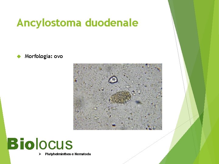 Ancylostoma duodenale Morfologia: ovo Biolocus Ø Platyhelminthes e Nematoda 