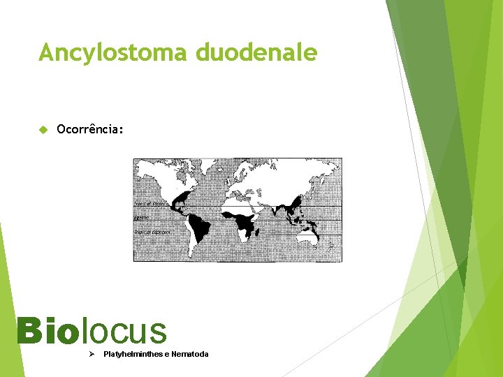 Ancylostoma duodenale Ocorrência: Biolocus Ø Platyhelminthes e Nematoda 