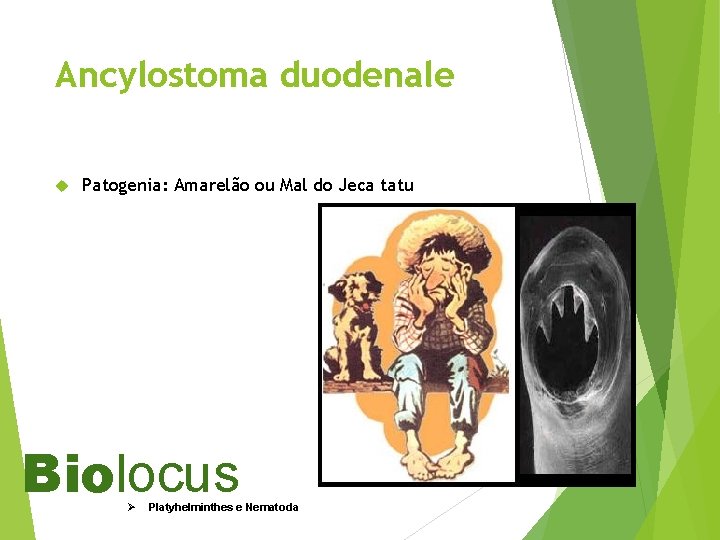 Ancylostoma duodenale Patogenia: Amarelão ou Mal do Jeca tatu Biolocus Ø Platyhelminthes e Nematoda