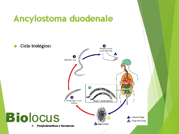 Ancylostoma duodenale Ciclo biológico: Biolocus Ø Platyhelminthes e Nematoda 