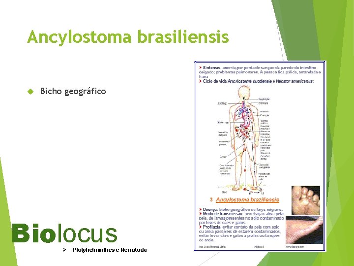 Ancylostoma brasiliensis Bicho geográfico Biolocus Ø Platyhelminthes e Nematoda 