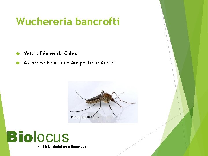 Wuchereria bancrofti Vetor: Fêmea do Culex Às vezes: Fêmea do Anopheles e Aedes Biolocus