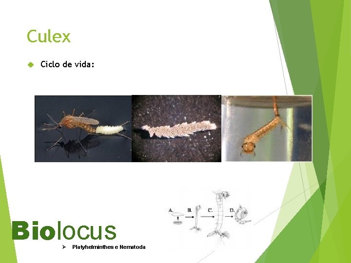 Culex Ciclo de vida: Biolocus Ø Platyhelminthes e Nematoda 