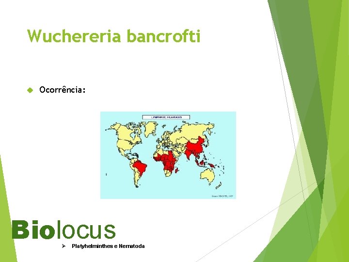 Wuchereria bancrofti Ocorrência: Biolocus Ø Platyhelminthes e Nematoda 